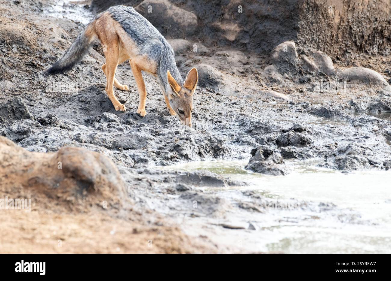 Ein vorsichtiger Schakal mit schwarzem Rücken (Canis mesomelas) trinkt aus Wasser eher in einem Elefantenfußabdruck als in einem Wasserloch Stockfoto