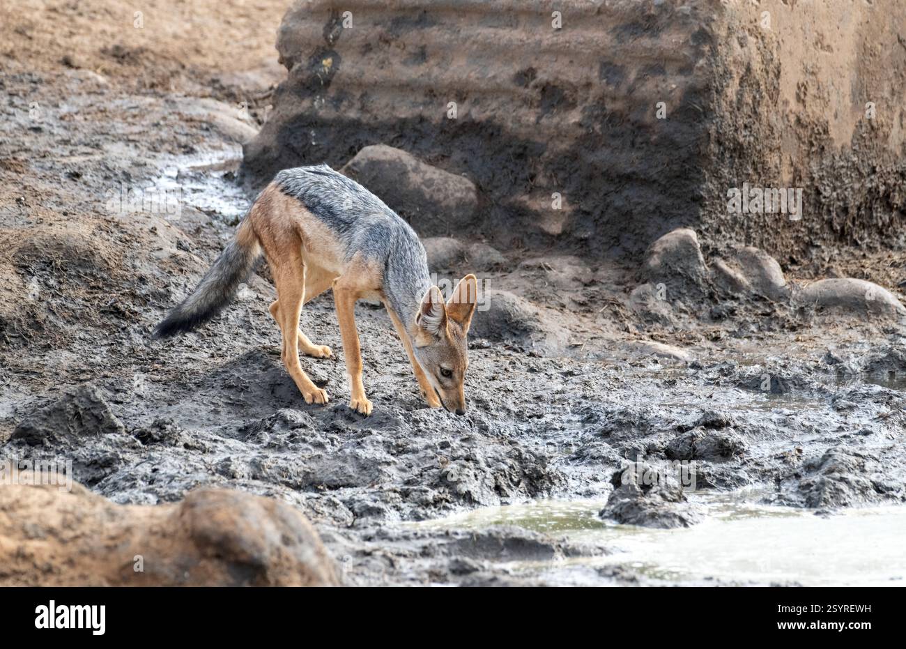 Ein vorsichtiger Schakal mit schwarzem Rücken (Canis mesomelas) trinkt aus Wasser eher in einem Elefantenfußabdruck als in einem Wasserloch Stockfoto