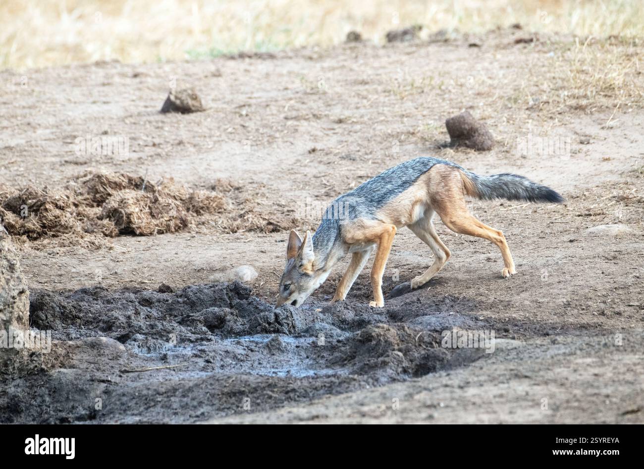 Ein vorsichtiger Schakal mit schwarzem Rücken (Canis mesomelas) trinkt aus Wasser eher in einem Elefantenfußabdruck als in einem Wasserloch Stockfoto