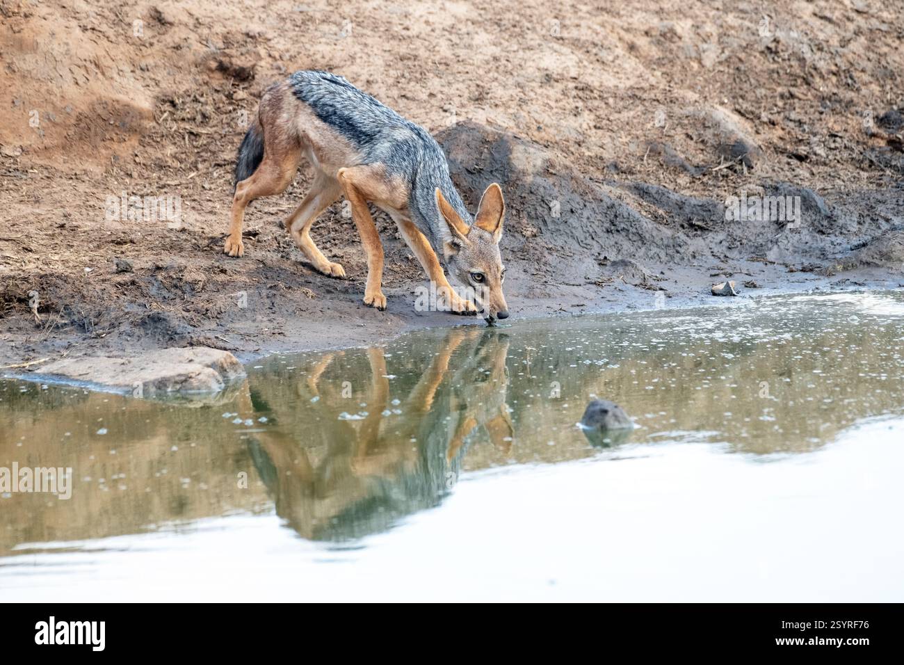 Ein vorsichtiger Schakal mit schwarzem Rücken (Canis mesomelas), der an einem Wasserloch trinkt Stockfoto