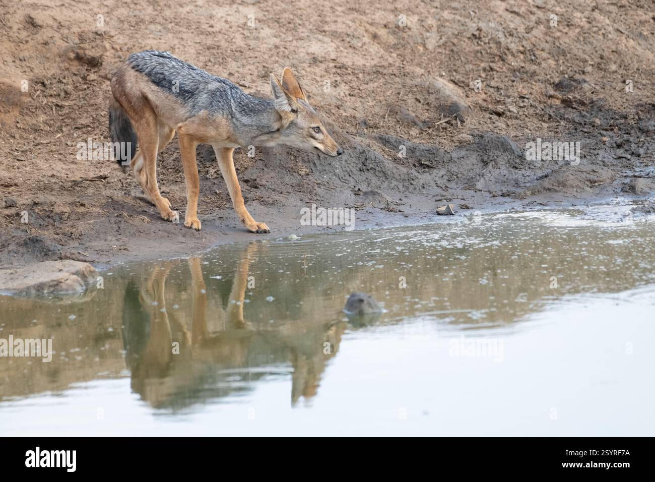 Ein vorsichtiger Schakal mit schwarzem Rücken (Canis mesomelas), der an einem Wasserloch trinkt Stockfoto