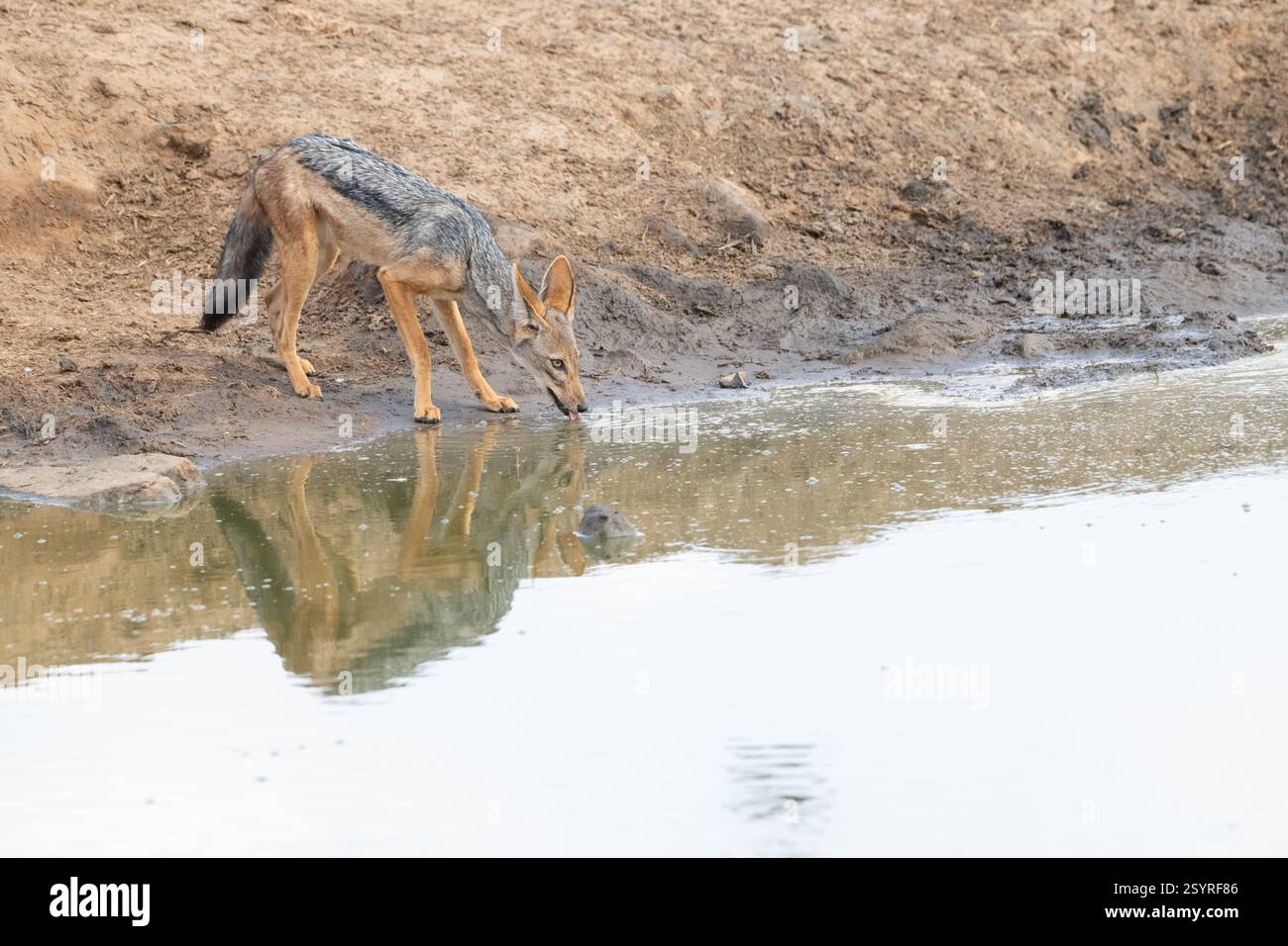 Ein vorsichtiger Schakal mit schwarzem Rücken (Canis mesomelas), der an einem Wasserloch trinkt Stockfoto
