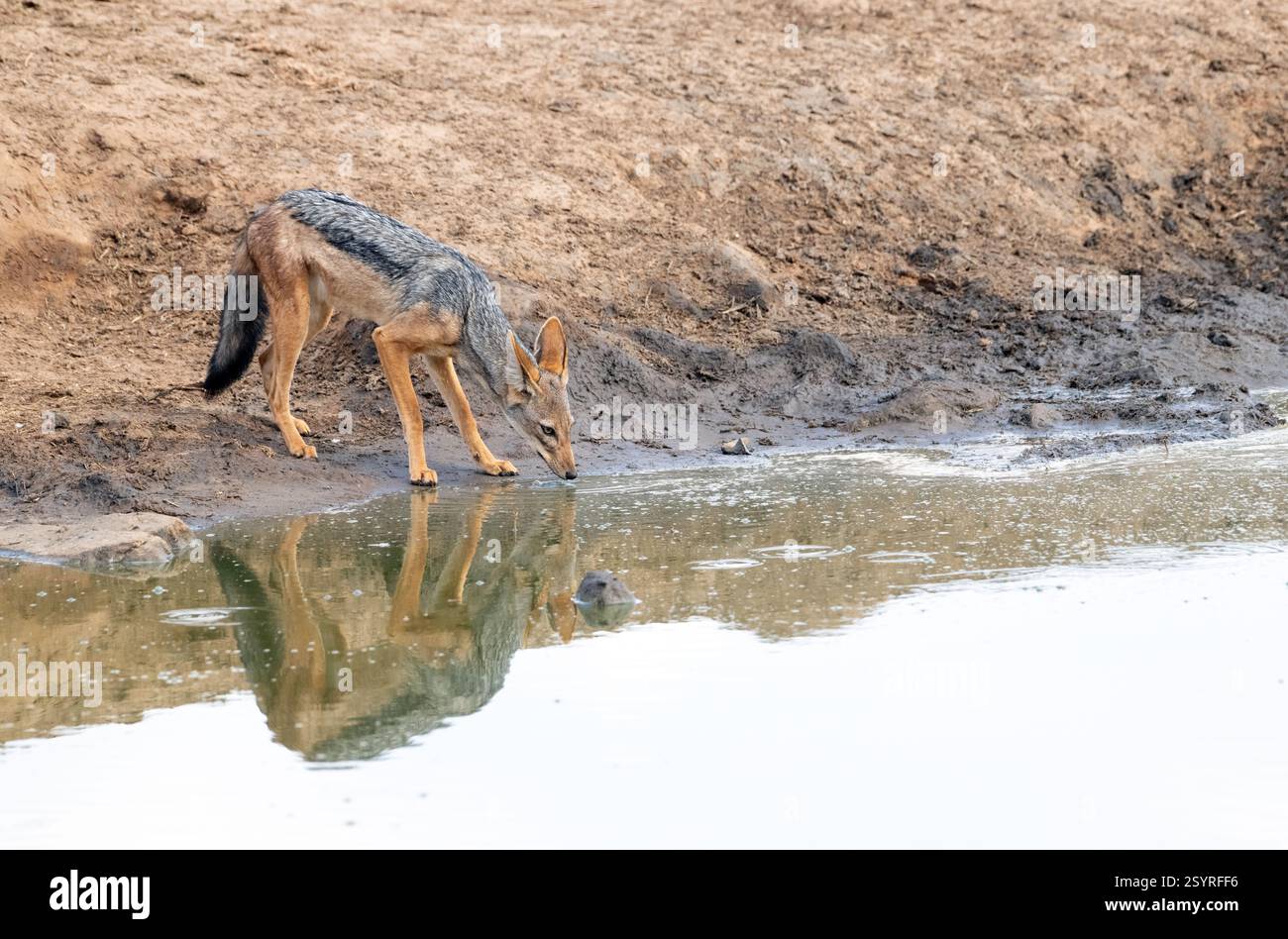 Ein vorsichtiger Schakal mit schwarzem Rücken (Canis mesomelas), der an einem Wasserloch trinkt Stockfoto