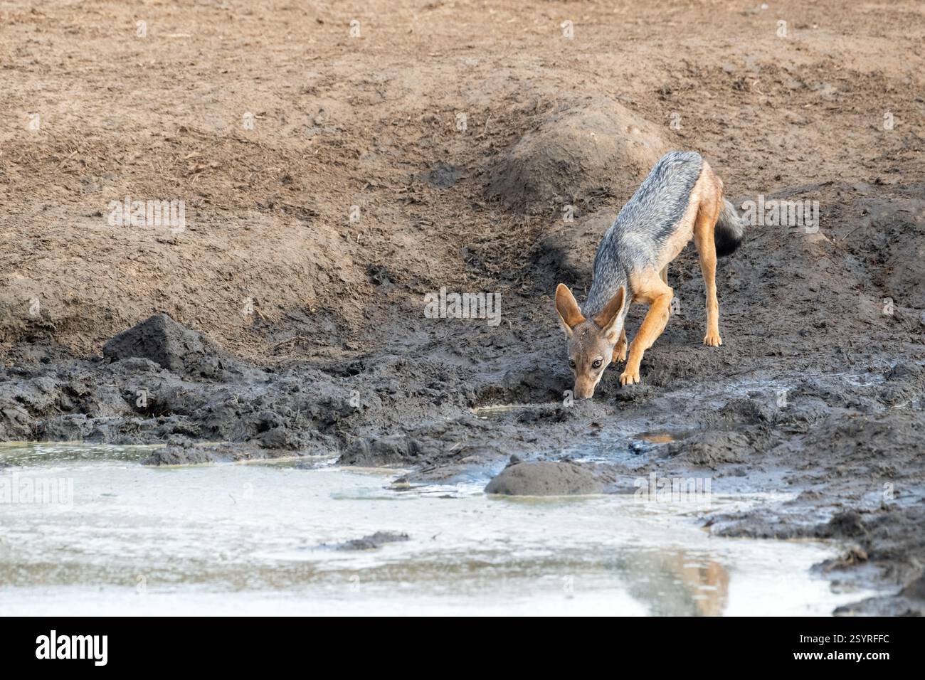 Ein vorsichtiger Schakal mit schwarzem Rücken (Canis mesomelas) trinkt aus Wasser eher in einem Elefantenfußabdruck als in einem Wasserloch Stockfoto
