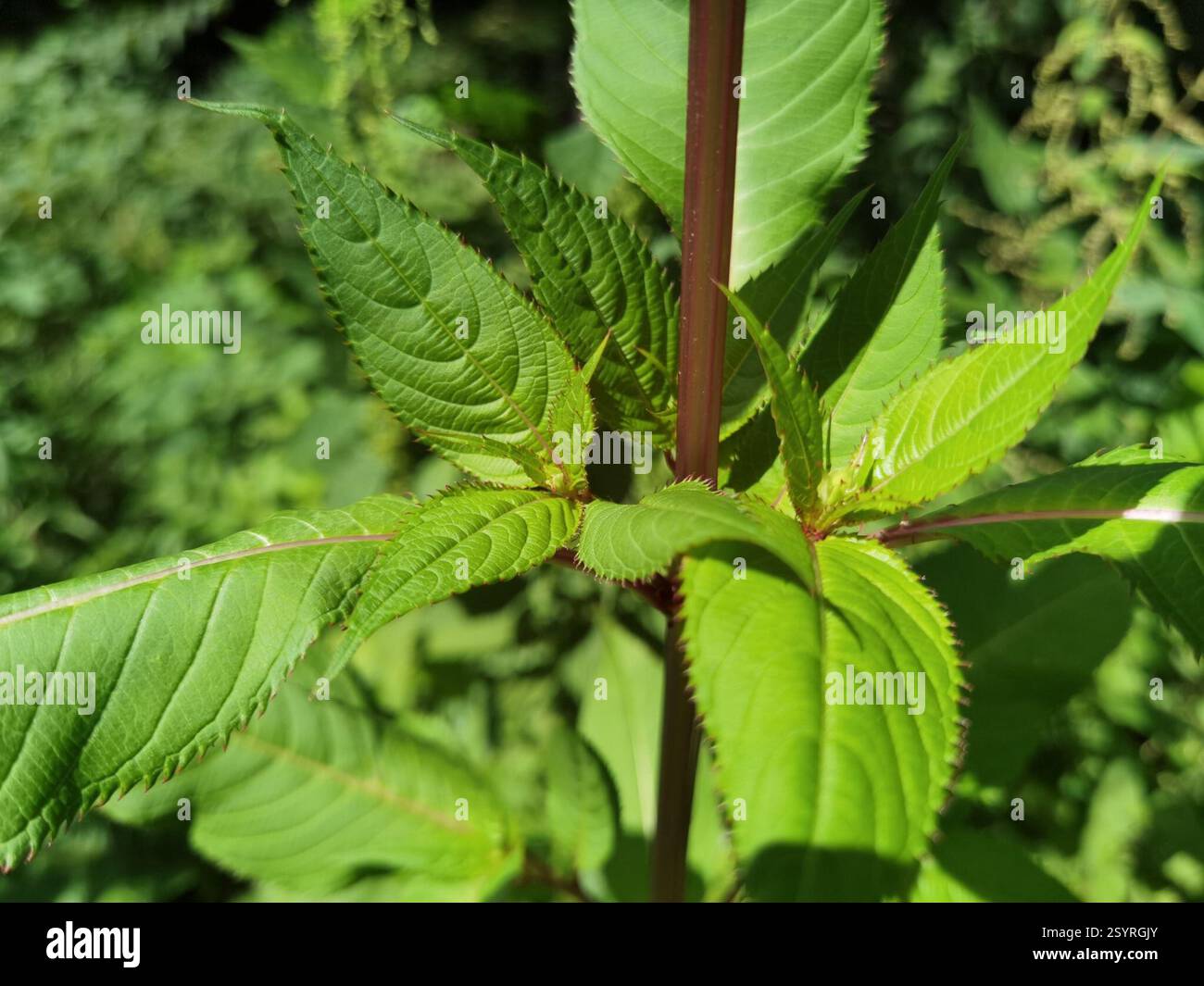 Himalaya-Balsam (Impatiens glandulifera), Plantae, Northeim, Deutschland, I. glandulifera Stockfoto