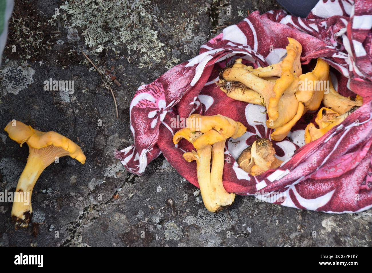 Pfifferlinge (Cantharellus), Pilze, Abitibi-Témiscamingue, QC, Kanada Stockfoto Pfifferlinge (Cantharellus), Pilze, Abitibi-Témiscamingue, QC, Kanada Stockfoto