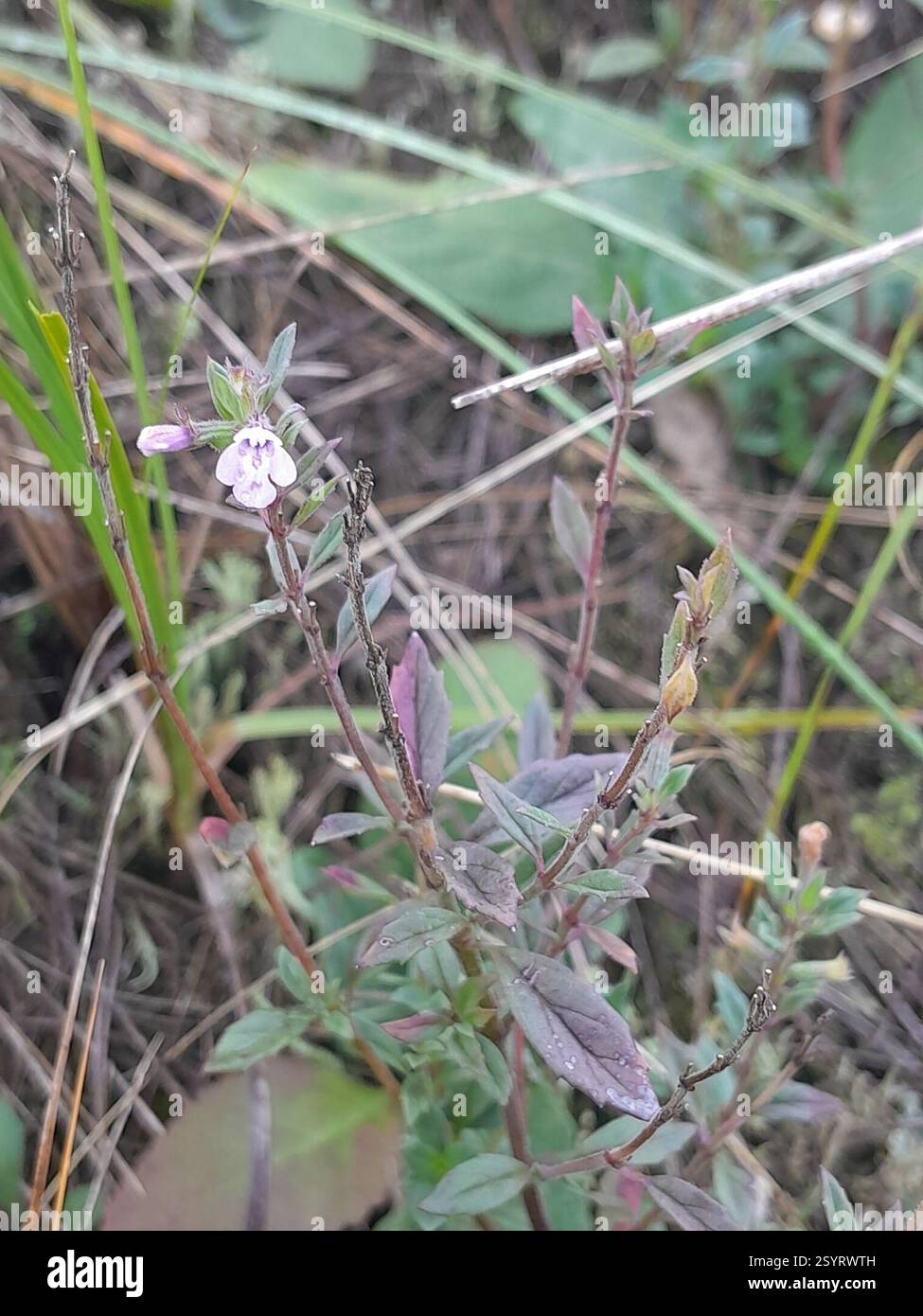 basilikum-Thymian (Clinopodium acinos), Plantae, Kiskőrös, HU-BK, HU Stockfoto