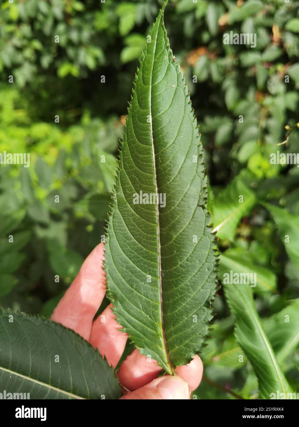 Himalaya-Balsam (Impatiens glandulifera), Plantae, Emilienhofstraße 2, 37154 Northeim, Deutschland, I. glandulifera in der Nähe des Moore Creek Stockfoto