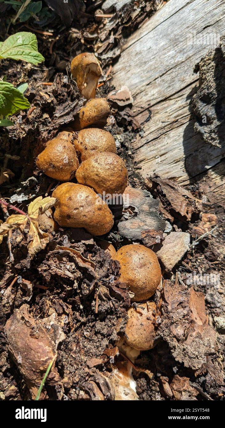 Pilze und Alliierte (Agaricales), Pilze, Huerfano County, CO, USA, 11.200k Höhe, San Isabel National Forest Ecology: wächst in der Fichtenzone in einem Abschnitt von gefällten/verbrannten Baumstümpfen, keine Waldbedeckung, Klumpen zwischen Boden und äußerer Rinde. Mittel: Bodenkappe: Konvexe Kiemen: Überfüllter Stiel: Fibrillöse Sporen Druck: N/A Geschmack: Mild, angenehme Angewohnheit: Gesellig, überfüllt KOH/Blutergüsse/Oxidation: Nicht reaktiv. Mehrere Gruppen dieses Pilzes wurden in einem ca. 3 m großen Gebiet mit den gleichen Anbaubedingungen gefunden. Stockfoto