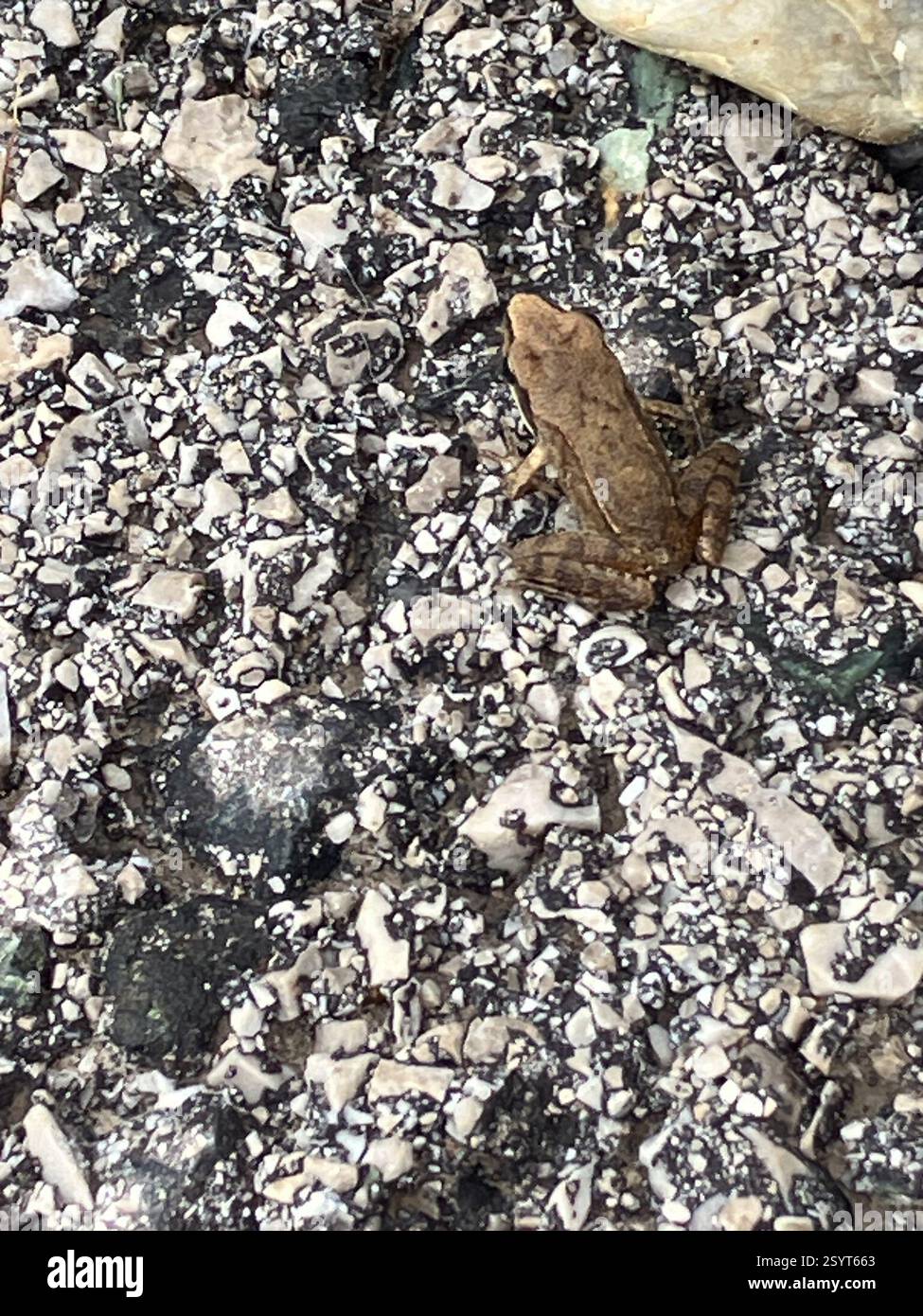Agile Frosch (Rana dalmatina), Amphibia, Naturpark Föhrenberge, Gumpoldskirchen, Niederösterreich, BEI Stockfoto