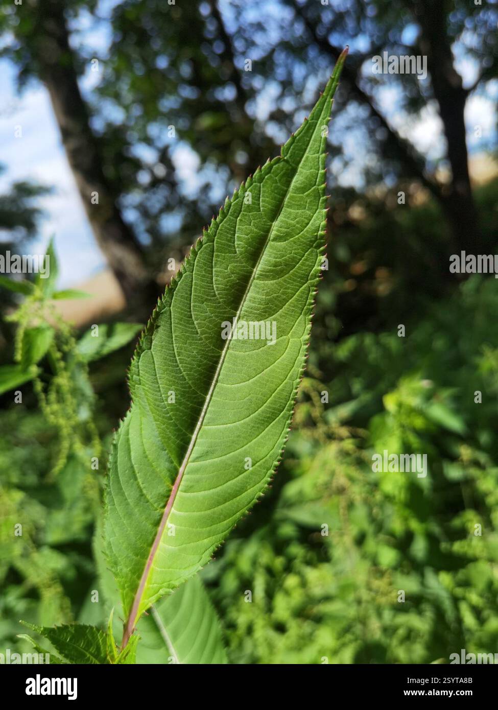 Himalaya-Balsam (Impatiens glandulifera), Plantae, Northeim, Deutschland, I. glandulifera Stockfoto