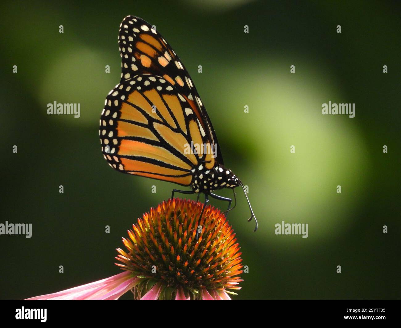 Monarch (Danaus plexippus), Insecta, 3 Broad ln, Teeterville, AUF N0E 1S0, Kanada, Butterfly ist auf Echinacea purpurea. Stockfoto