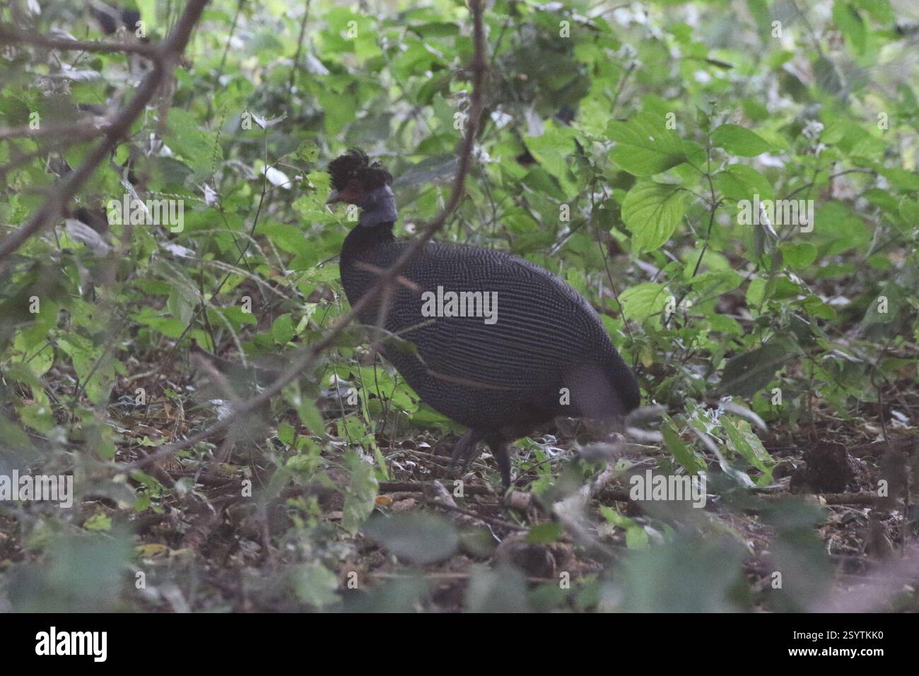 Ostkammguineafowl (Guttera pucherani), Aves, Tansania Stockfoto