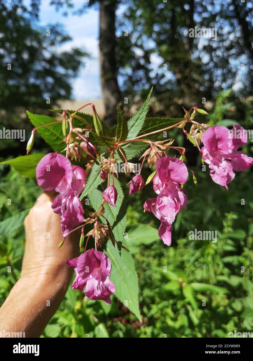 Himalaya-Balsam (Impatiens glandulifera), Plantae, Northeim, Deutschland, I. glandulifera Stockfoto