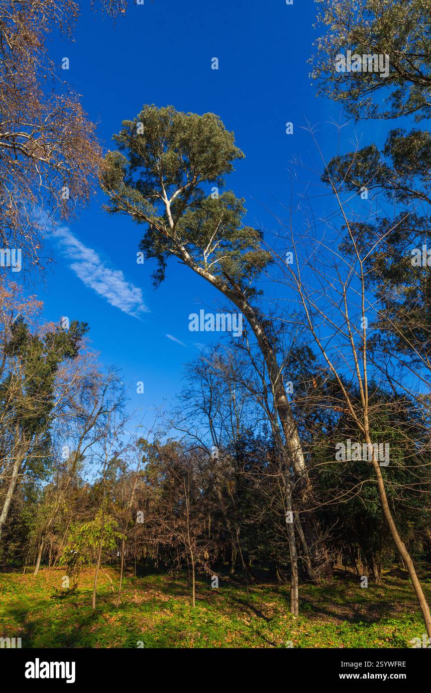 Ein hoher Baum mit geschwungenem Stamm reicht zu einem leuchtend blauen Himmel mit schroffen Wolken, umgeben von anderen Bäumen Stockfoto