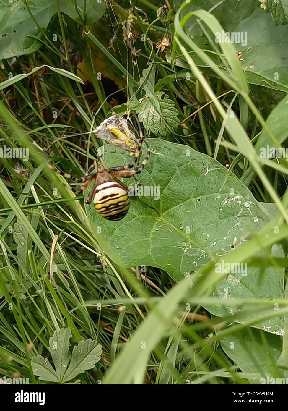 Wespenspinne (Argiope bruennichi), Arachnida, Bedford, Großbritannien Stockfoto