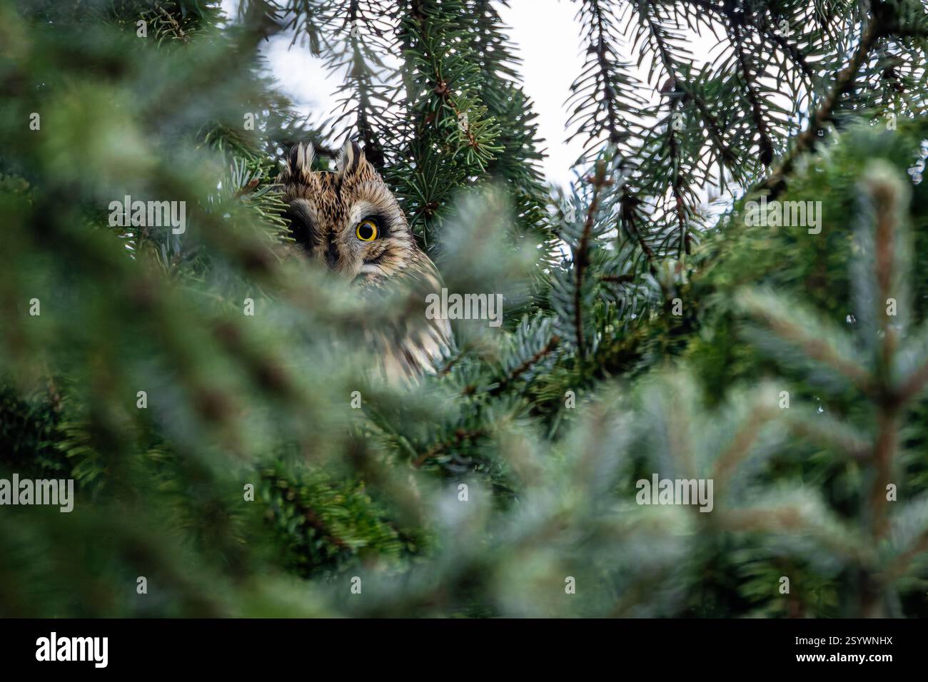 Wilde Kurzohr-Eule, beige und braune Eule mit gelben Augen, sitzend in einem Nadelbaum, der sich hinter grünen Ästen versteckt. Stockfoto