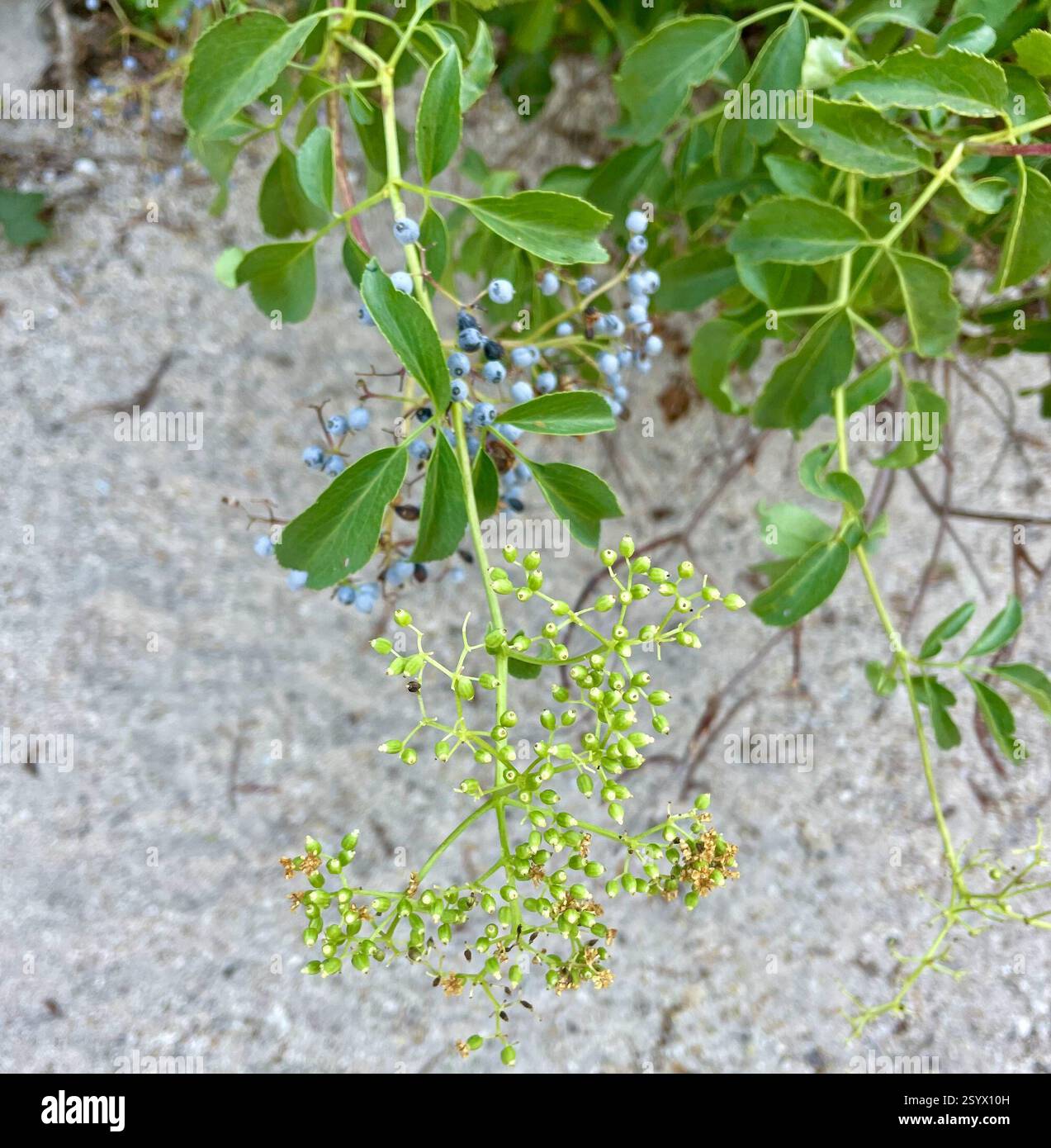 Blauer Holunder (Sambucus cerulea), Plantae, El Toro Creek, Salinas, CA, US, blauer Holunderstrauch blüht und fruchtet im ausgetrockneten Sandbett des saisonalen El Toro Creek. Blauer Ältester (Sambucus cerulea) auch bekannt als Blauer Elderberry. Früher Sambucus nigra ssp. Caerulea. Es handelt sich um einen einheimischen, großen Laubstrauch oder kleinen Baum, der 9 m (30 ft) hoch und 6 m (20 ft) breit werden kann und in vielen Pflanzengemeinschaften wächst. Sie unterscheidet sich von anderen Holunderbeeren durch die glaukose Pulverbeschichtung auf ihren bläulich-schwarzen Beeren. Die unreifen Beeren und die meisten anderen Teile der Pflanze sind giftig Stockfoto