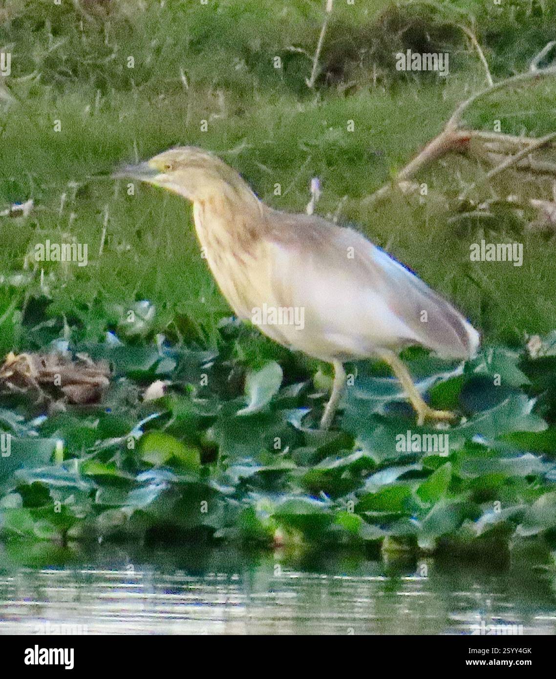 Squacco Reiher (Ardeola ralloides), Aves, Tana Water Front Centre Commercial, Antananarivo, MG, Squacco Reiher (Ardeola ralloides) ist ein kleiner, stabiler Reiher, 44–47 cm lang und mit einer Spannweite von 80–92 cm (31–36 Zoll). Es bevorzugt Süßwassermoore, Seen und Teiche mit Schilf und anderer umgebender Vegetation. Er jagt eher träge, leise am Rand des Wassers. In der Ruhezeit erscheint es insgesamt buffy-braun, aber im Flug verwandelt es sich meist in weiß, wenn die weißen Flügel und der Schwanz sichtbar werden. Zuchtadulte haben einen reichen buffy-Hals; nicht-Zucht und unreife haben eine St Stockfoto