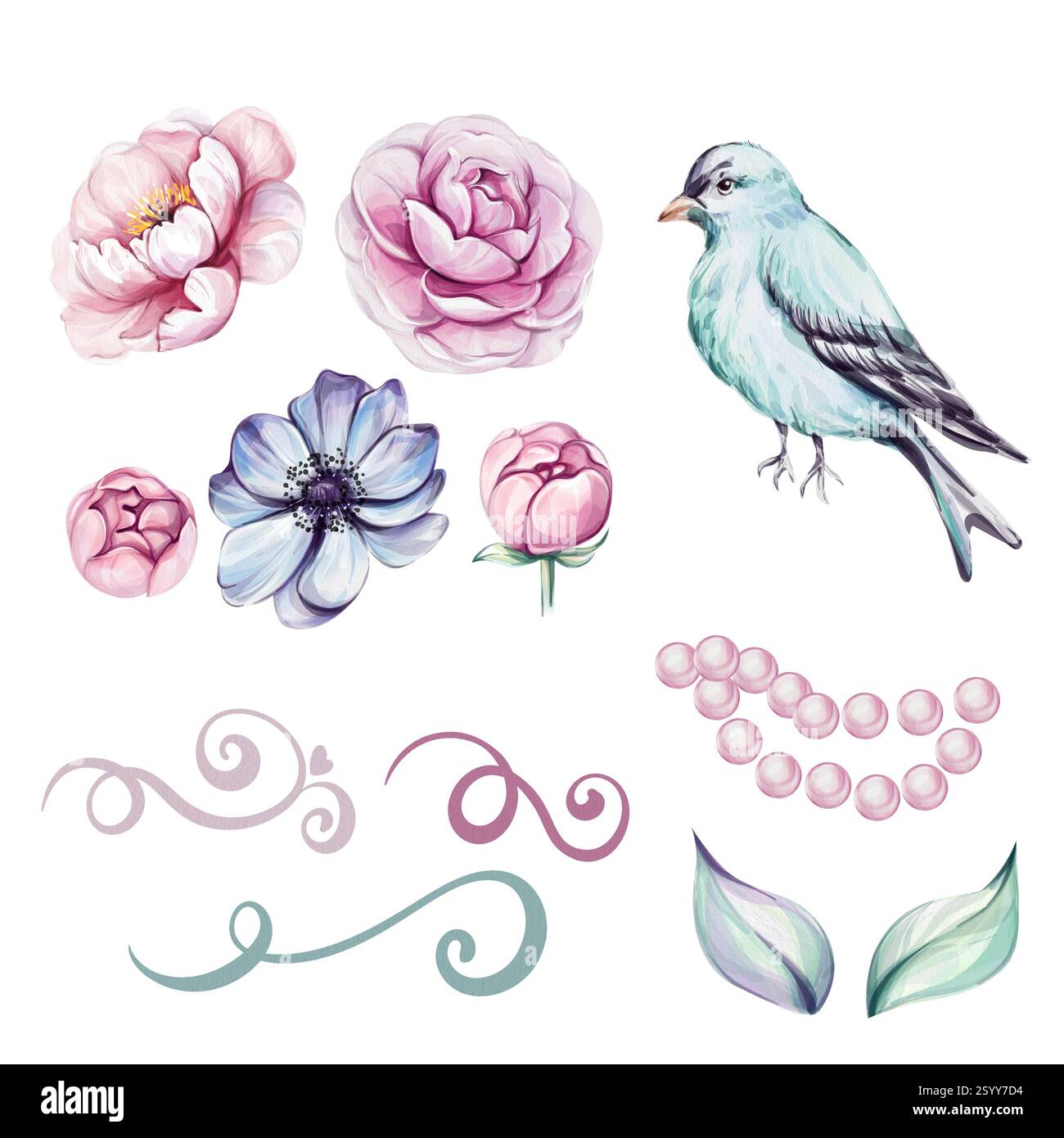 Aquarellset blauer viktorianischer Bart und rosafarbene Rosen, Blumen- und botanische Clips. Für Grußkarten, Hochzeit, Stoff, Druck Stockfoto