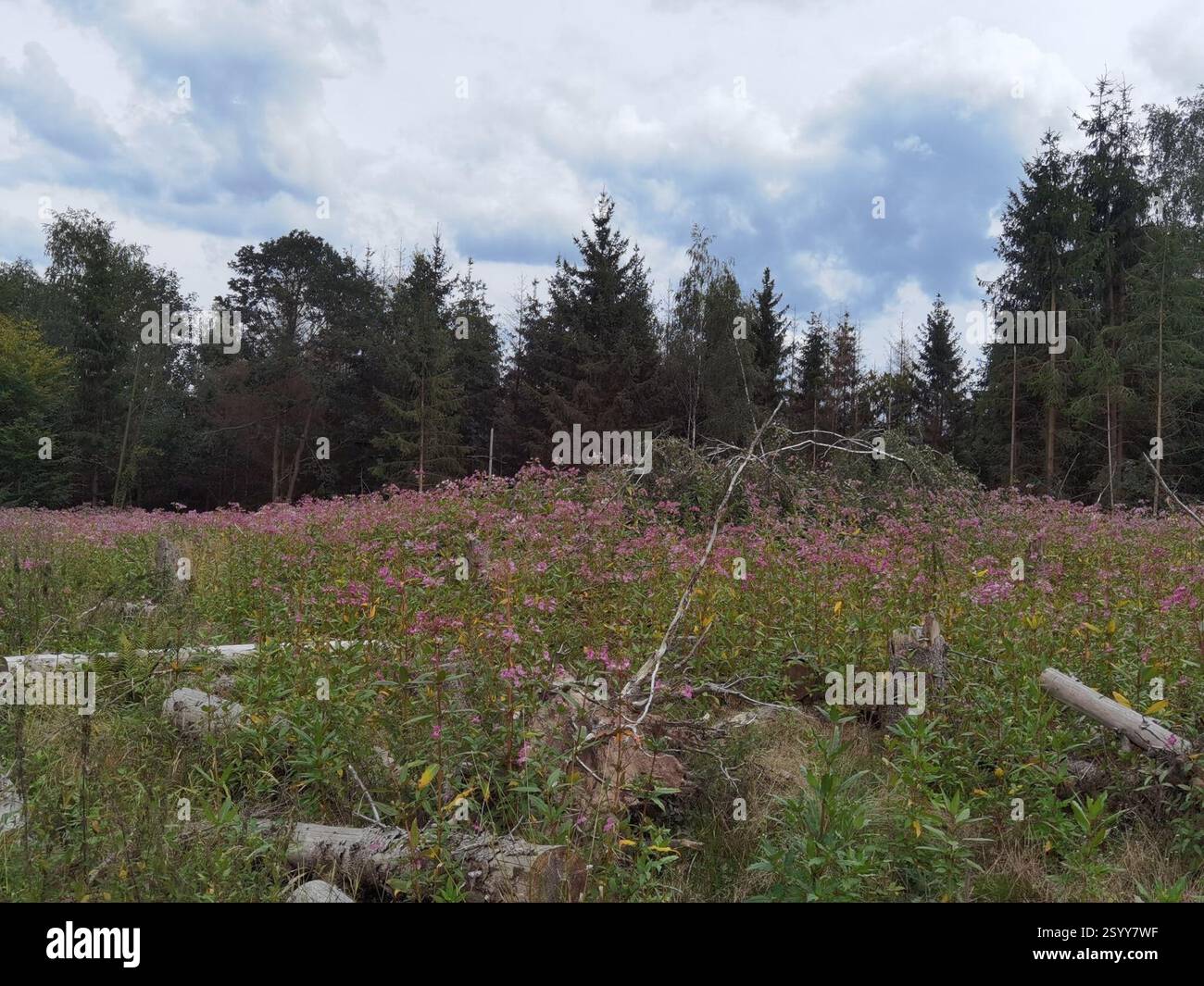 Himalaya-Balsam (Impatiens glandulifera), Plantae, Nörten-Hardenberg, Deutschland, große Population von I. glandulifera, die eine Rodung bedeckte, wurden durch Dürre und rindenbeatles getötet Stockfoto