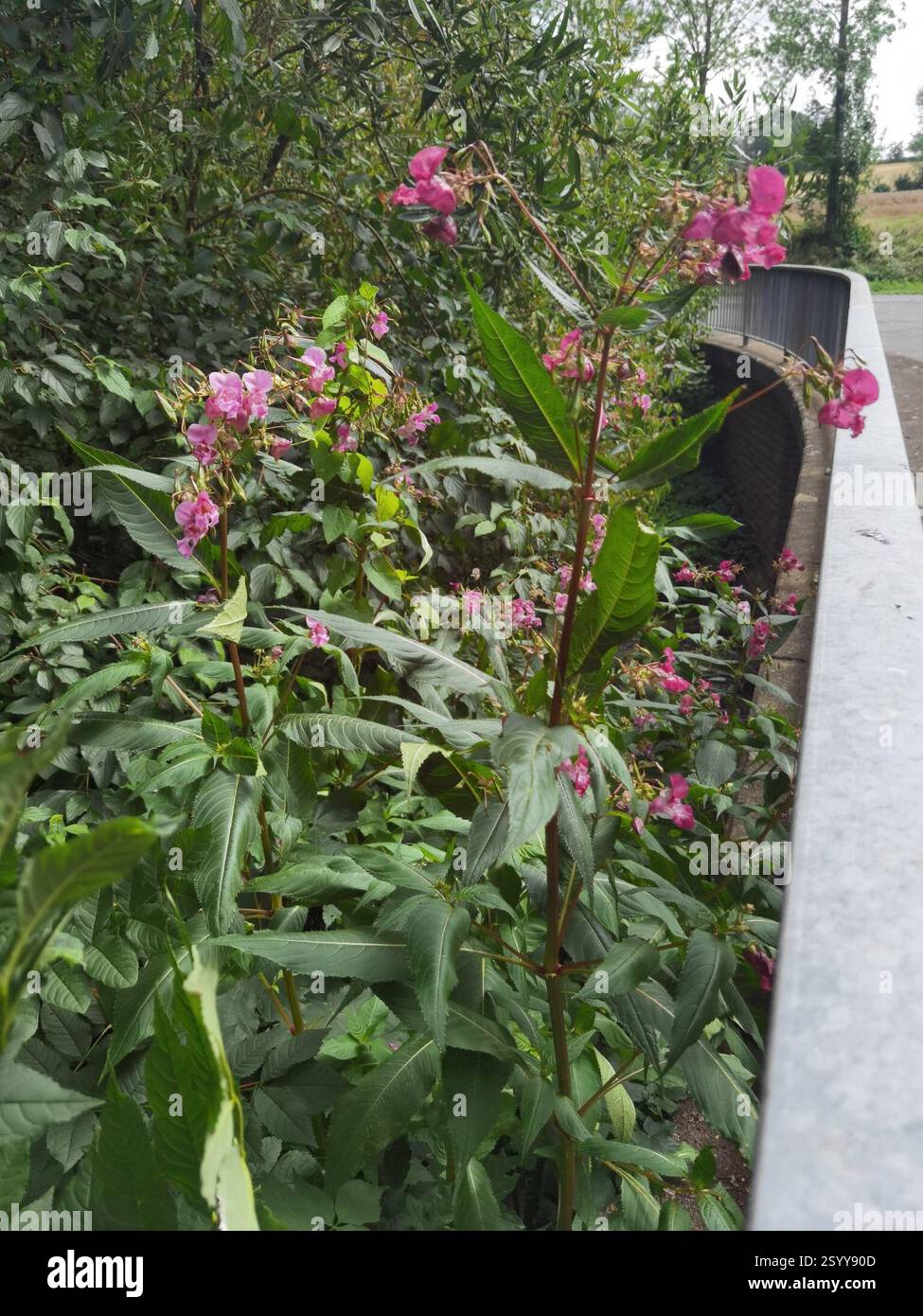 Himalaya-Balsam (Impatiens glandulifera), Plantae, Emilienhofstraße 2, 37154 Northeim, Deutschland, I. glandulifera in der Nähe des Moore Creek Stockfoto