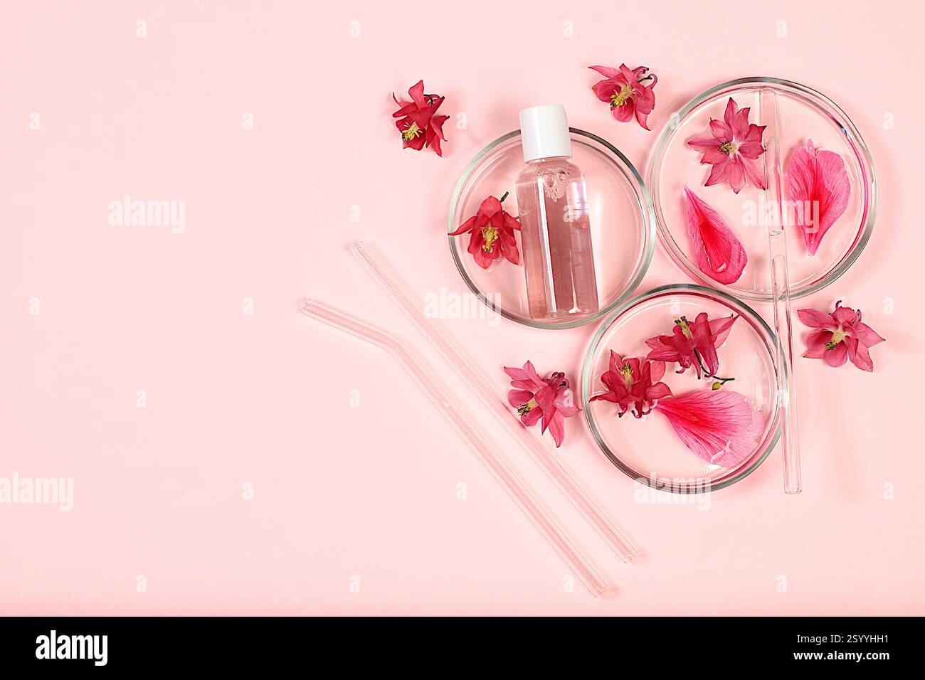 Flaschen mit Lotion mit Archidea Extrakt für den Körper und Petrischalen mit Blumen auf rosa Hintergrund, das Konzept der natürlichen Bio-Kosmetik, A Stockfoto