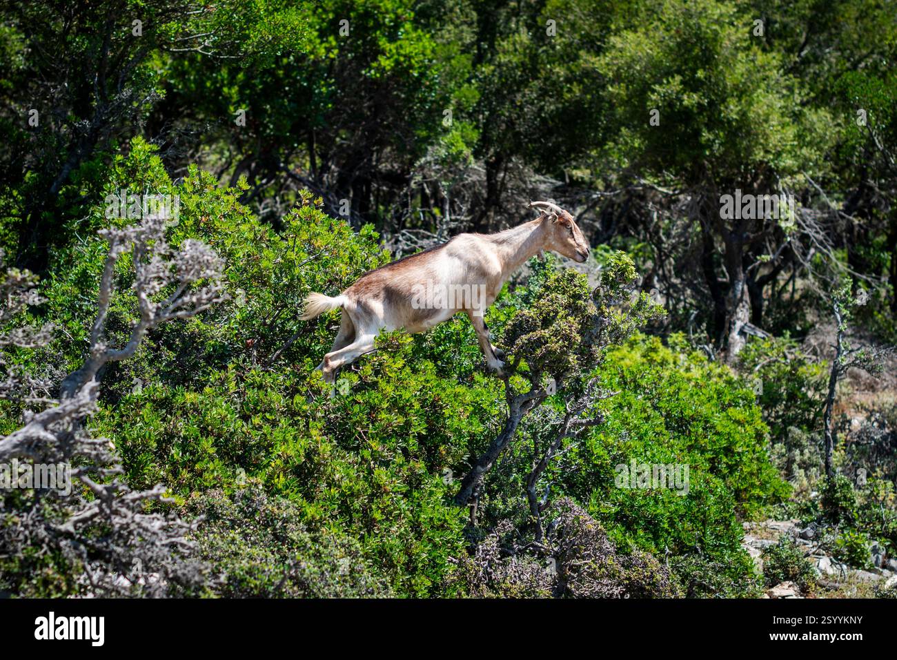 Akrobatische Wildziege zum Mittagessen im mediterranen Gestrüpp. Stockfoto
