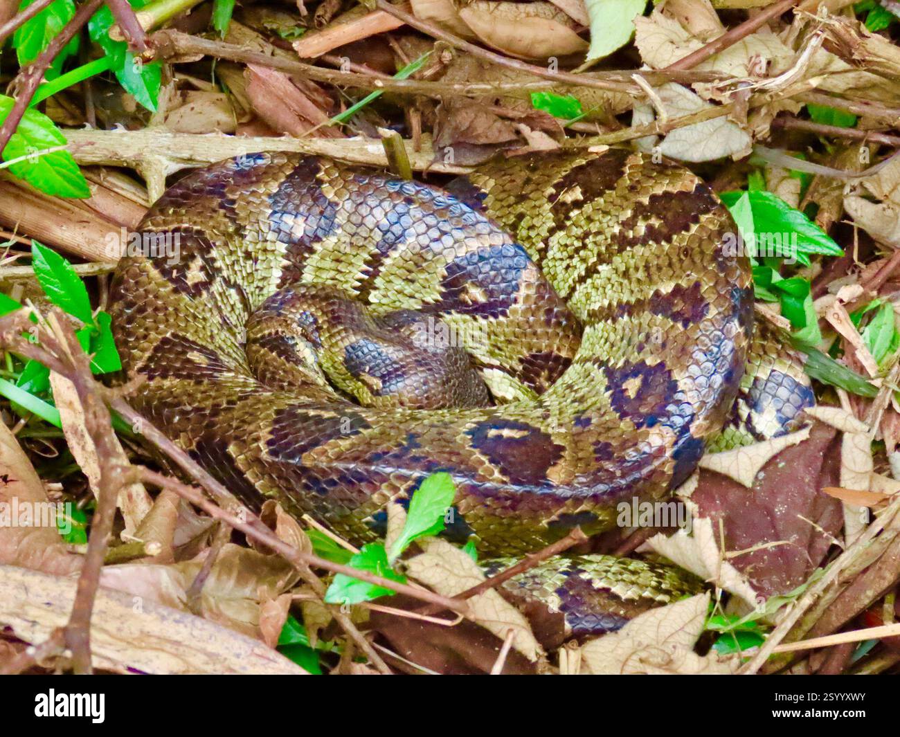 Madagaskar-Baumboa (Sanzinia madagascariensis), Reptilia, Madagaskar, Toamasina, MG, Madagaskar Tree Boa war zusammengerollt und schlafend im Gras, ca. 4 cm Durchmesser. Sanzinia madagascariensis (auch bekannt als Madagaskar Tree Boa, oder Madagaskar Tree Boa) ist eine nicht-giftige Boa-Art, die auf der Insel Madagaskar endemisch ist. Erwachsene sind durchschnittlich 122 bis 152 cm lang, obwohl Proben von 183 bis 213 cm nicht selten sind. Thermorezeptive Gruben befinden sich zwischen den Labialskalen. Die Weibchen sind größer als die Männchen. Sie befindet sich auf der östlichen Seite Madagaskars. Es bevorzugt Bäume und Sträucher Stockfoto