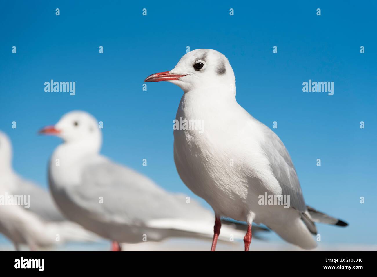 Weiße Möwe Vögel im Auge konzentrieren, selektiver Fokus Stockfoto