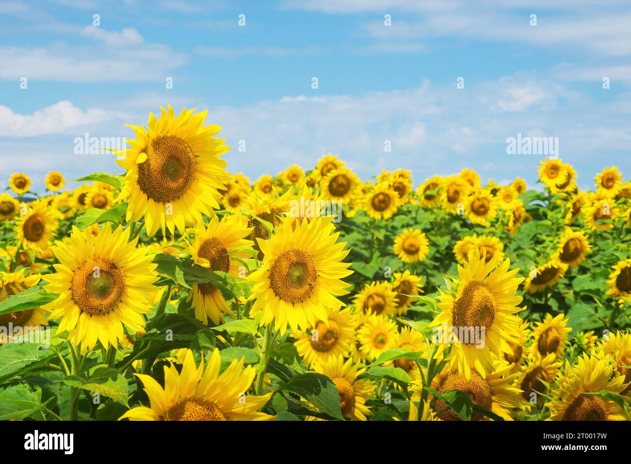 Sonnenblumenfeld blauer Himmel ohne Wolken Stockfoto