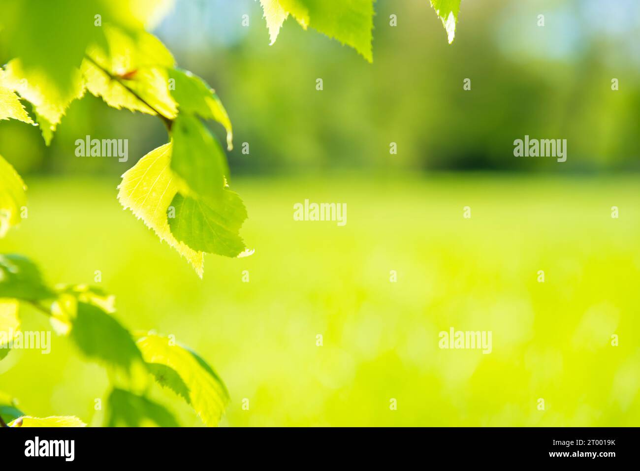 Grüne Blätter auf weichem grünem Gras Stockfoto