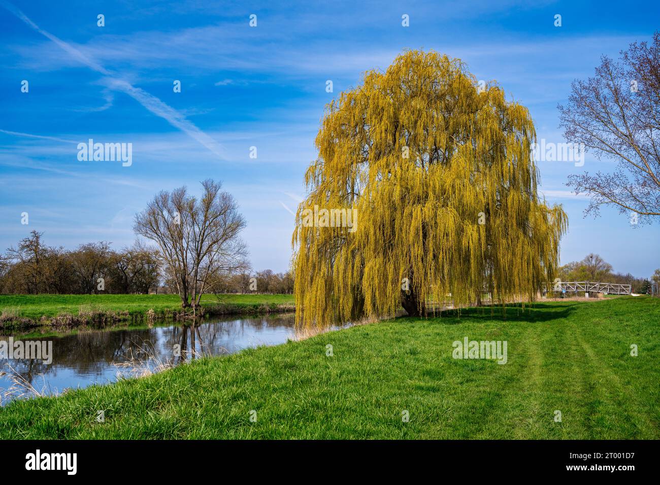 Eine wunderschöne Weide am Ufer des Unstrut River Stockfoto