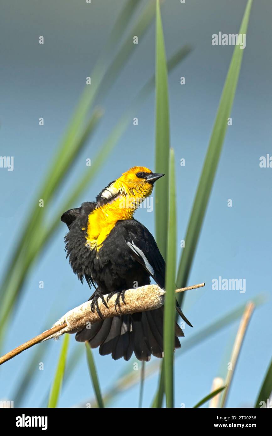 Amsel mit gelbem Kopf streckt den Hals. Stockfoto