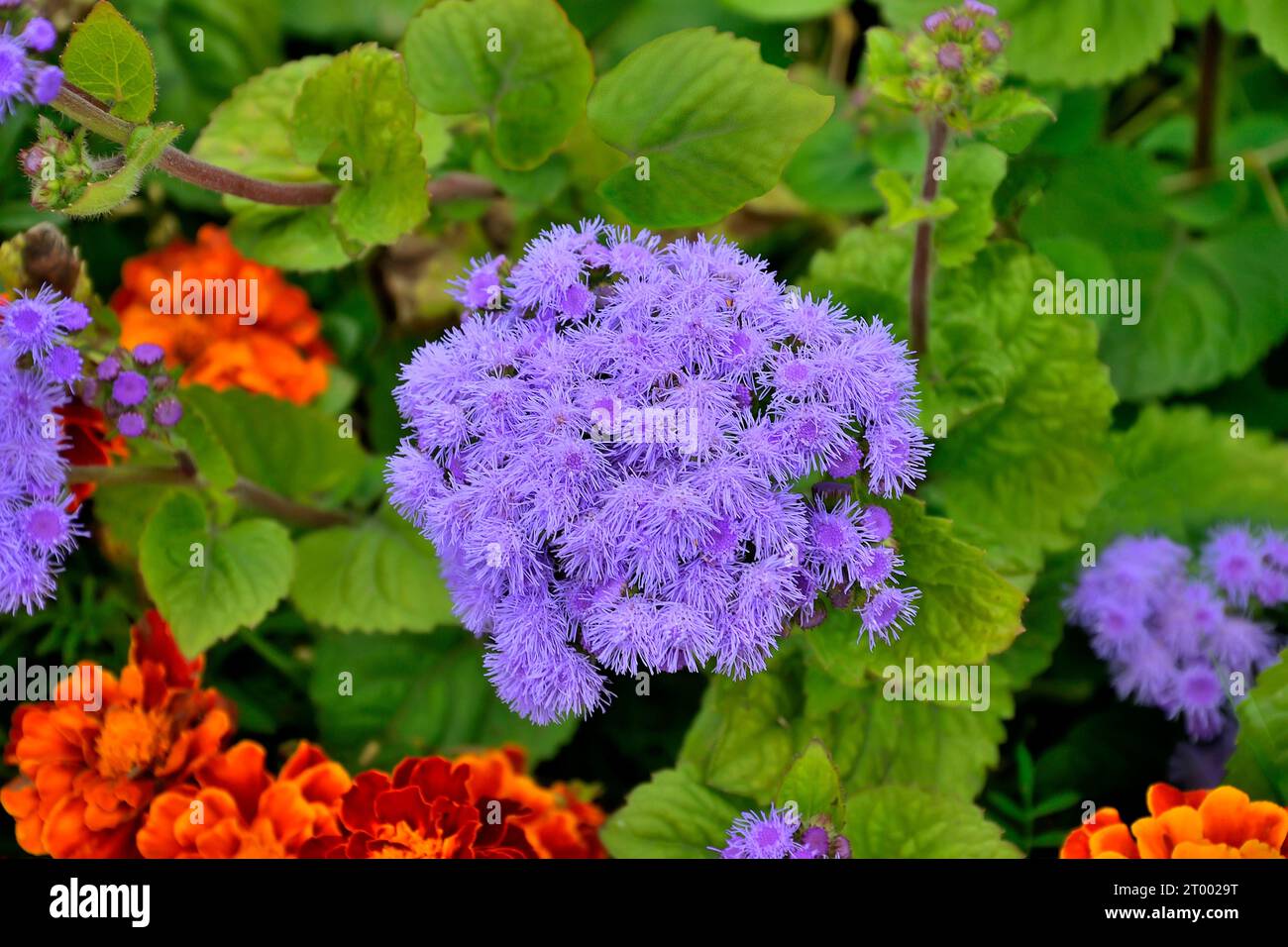 Helle Blütenstände von blauen Ageratum houstonianum-Blüten oder Flossblüten auf Blumenbeeten zwischen tagetes oder Ringelblumen. Ageratum Sorte Blaue Kappe ist ein Stockfoto