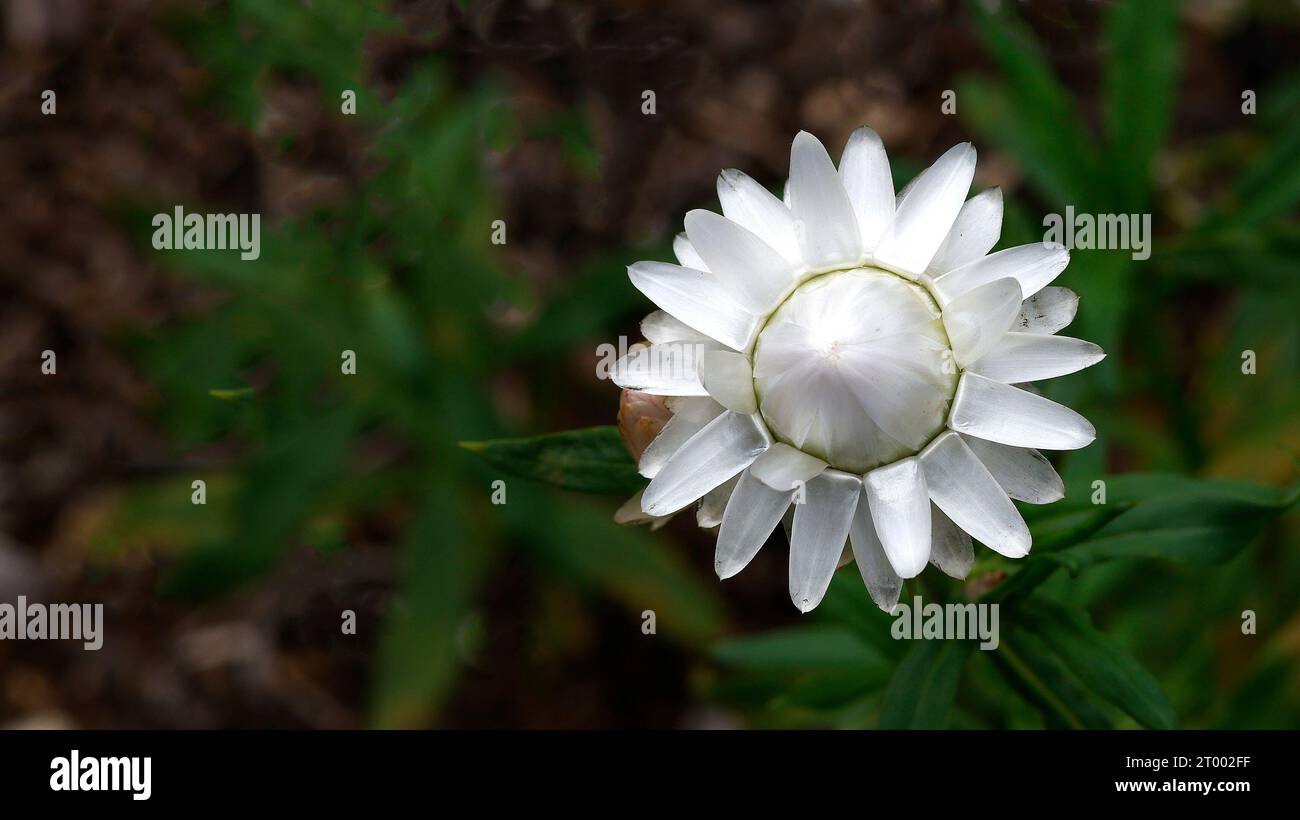 Nahaufnahme der weißen Blütenknospe der jährlich im Sommer blühenden Gartenpflanze helichrysum bracteatum, Xerochrysum bracteatum, Bracteantha bracteata. Stockfoto