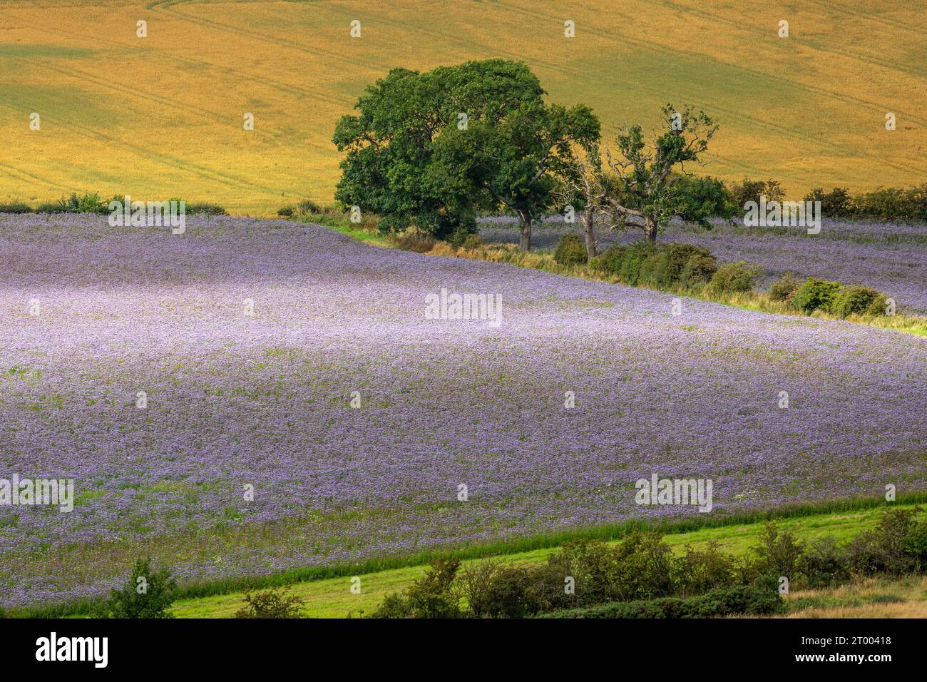 Violette Felder von Lacy Phacelia, die als Boden zur Verbesserung von Gründüngung verwendet werden Stockfoto