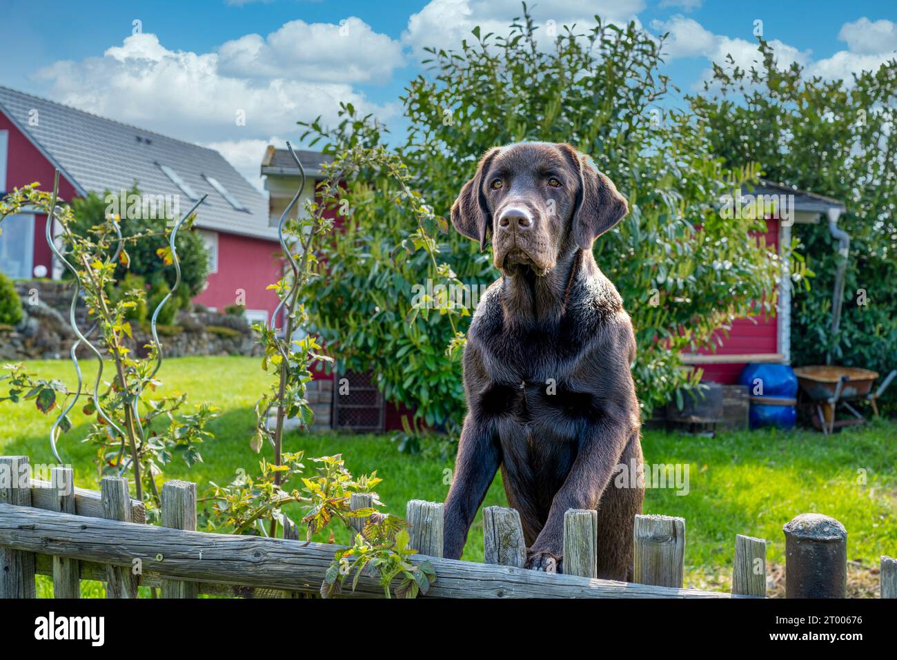 Ein Hund schaut über den Zaun Stockfoto