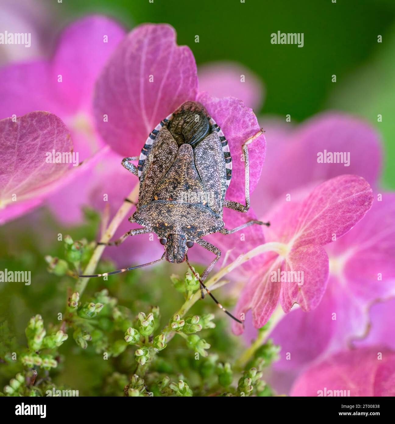 Makro einer Dockwanze auf einer Ping Hortensie Blume Stockfoto