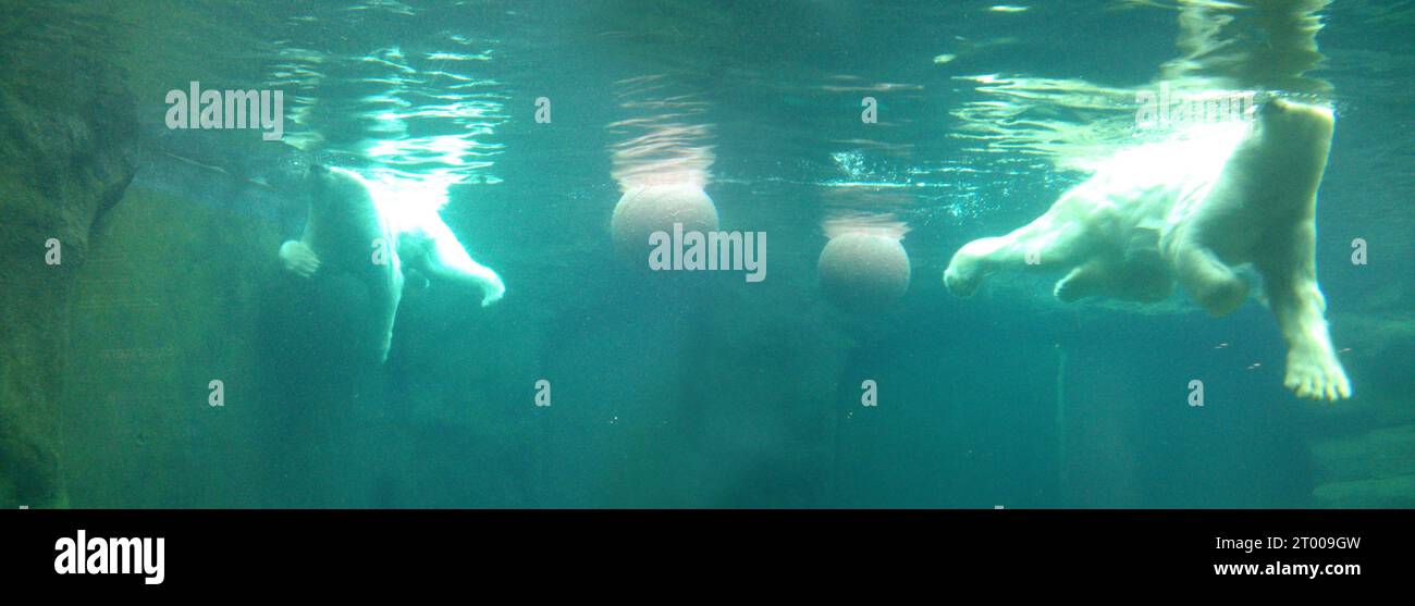 2 Eisbären tauchen, spielen, schwimmen in einem türkisfarbenen, blau-grünen Pool mit 2 Bällen, fotografiert von Unterwasser, Wasserspiegel glitzernd in der Sonne Stockfoto
