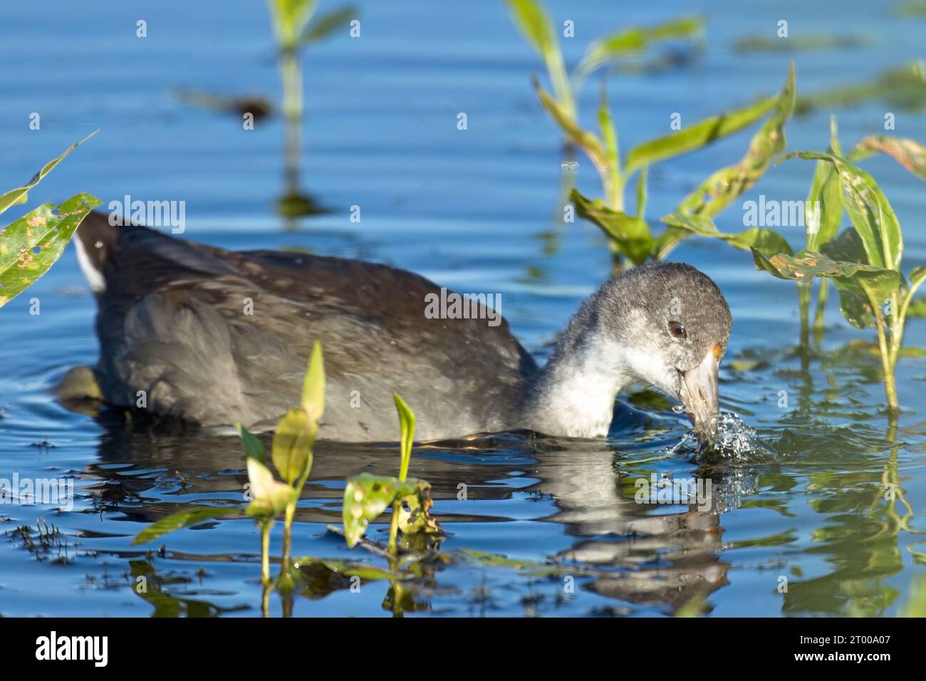 Junghühner auf der Suche nach Nahrung. Stockfoto