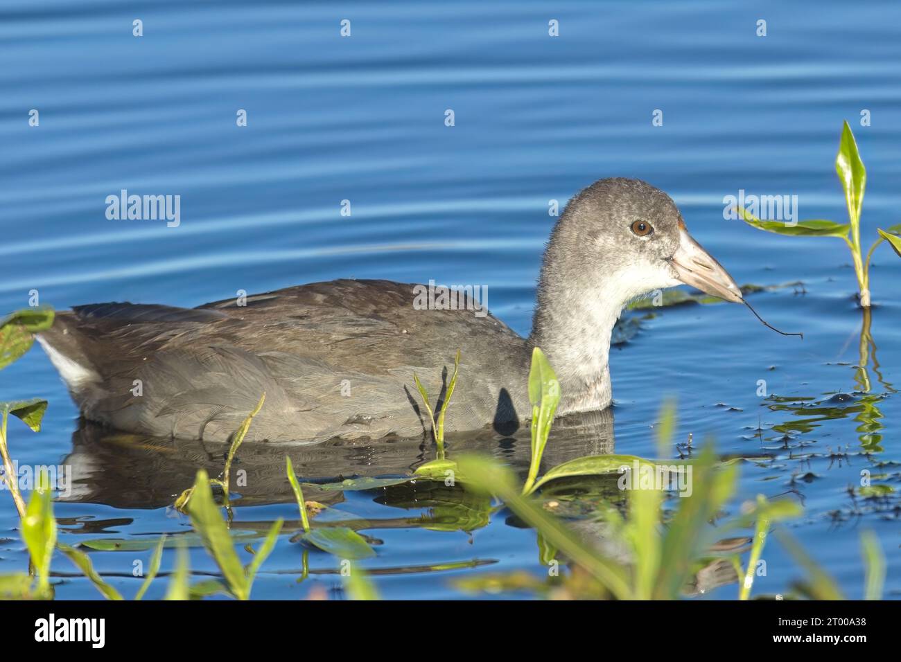 Nahaufnahme von American Coot. Stockfoto