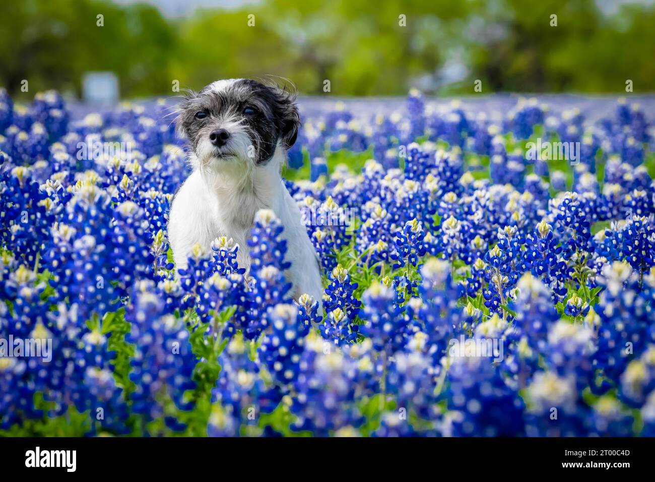 Ein schönes Haustier genießt an Einem Frühlingstag Ein Feld mit Bluebonnet-Blumen Stockfoto