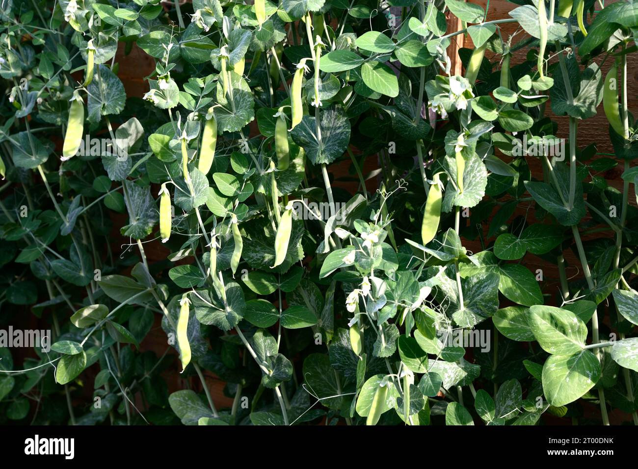 Mangetout Pflanzen, die im Frühjahr/Sommer Früchte tragen, Chard, Somerset, Großbritannien, Europa Stockfoto