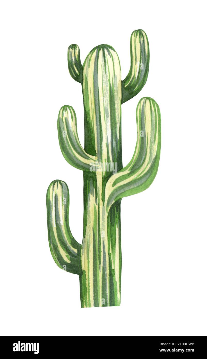 Watrcolor Hand gezeichnet realistische Kakteen Illustration. Botanischer Saguaro oder der baumartige Kakteen isoliert auf weiß Stockfoto