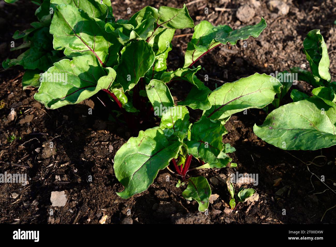 Junge Rote-Bete-Pflanzen, die auf einer Vegetationsfläche wachsen, Chard, Somerset, Großbritannien, Europa Stockfoto