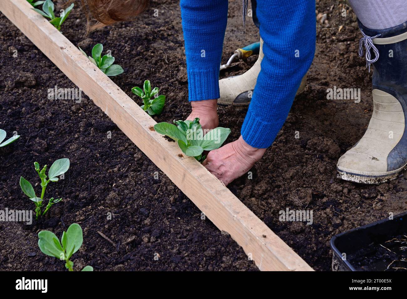 Pflanzung breiter Bohnensämlinge (Vicia Faba) im Frühling mit einem Holzstock als Leitfaden, Somerset, Großbritannien, Europa Stockfoto