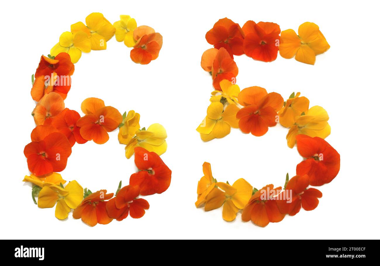 Nummer aus frisch gepflückten gelben, orangen, roten, Blumen. Isoliert auf weißem Hintergrund für Geburtstagsfeier, Jahrestag, 65, 6, 5 Stockfoto