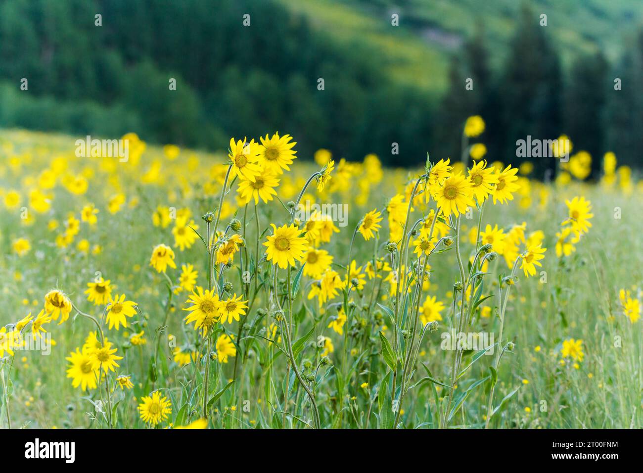 Wildblumen Stockfoto