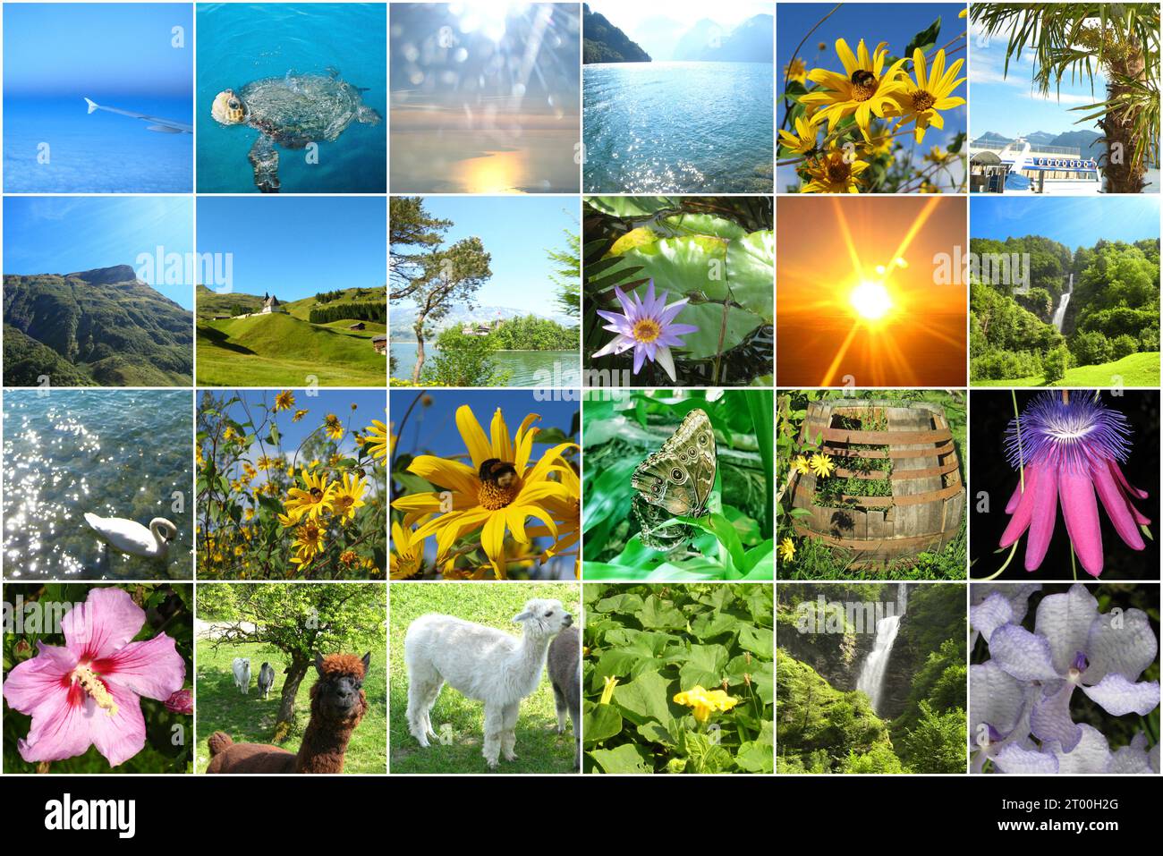 Blumen am Tag mit Tieren, blauer Himmel, osterkarten, Reisen, 24-Bilder-Kalender, Urlaub Postkarte Urlaub, Weltreise Tour Stockfoto